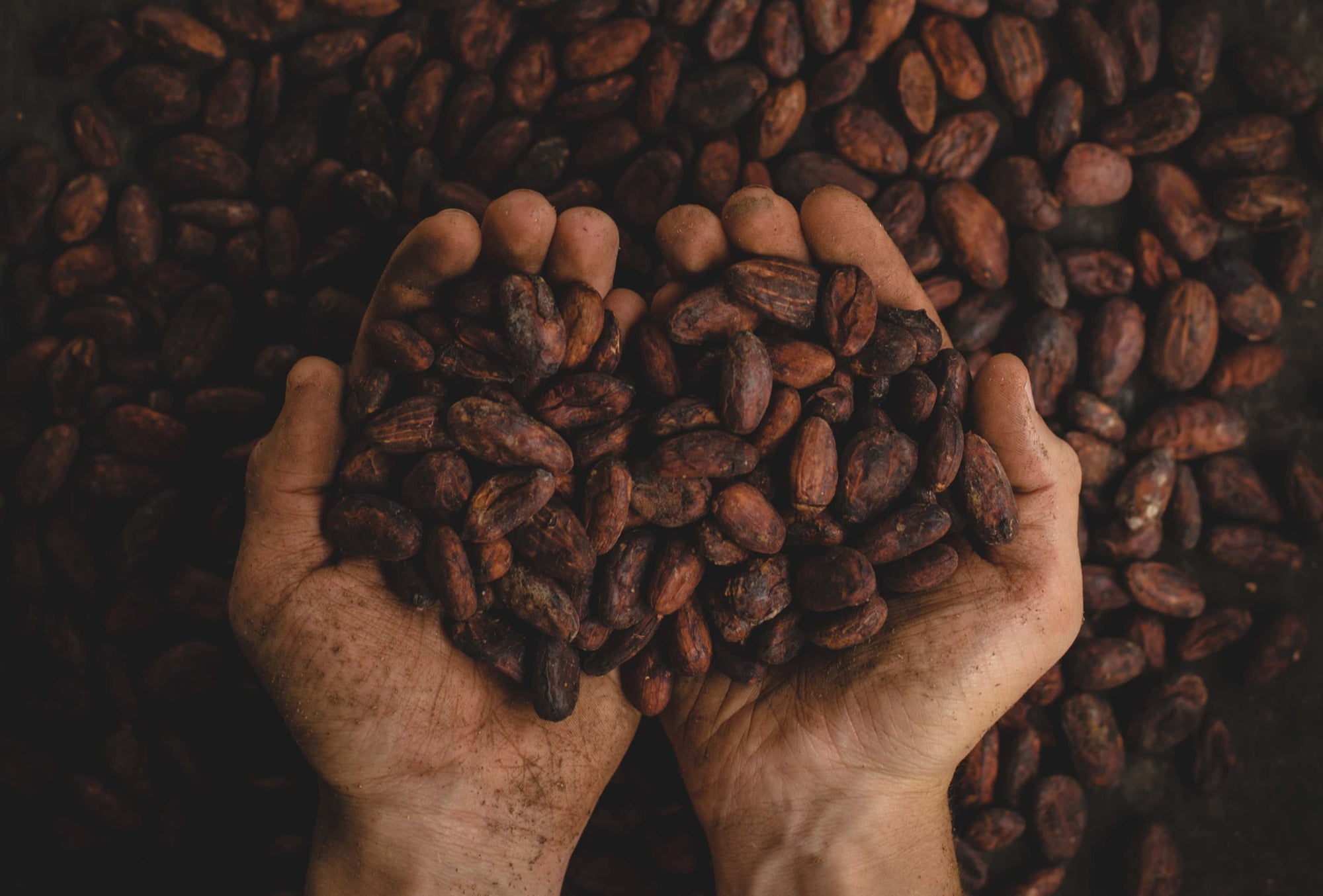 Where does chocolate come from?